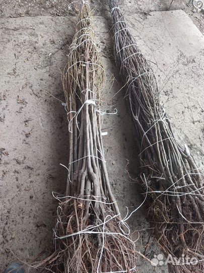 Саженцы оптом