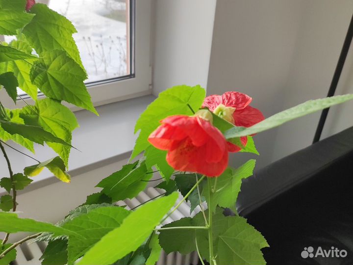 Клен комнатный абутилон