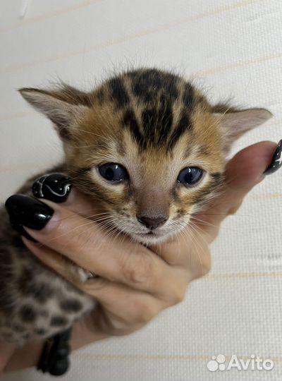 Бенгальские