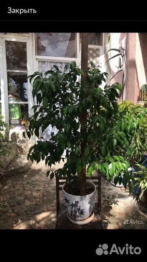 Фикус бенджамина мелколистный