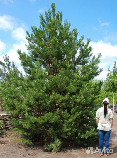 Сосна обыкновенная с доставкой