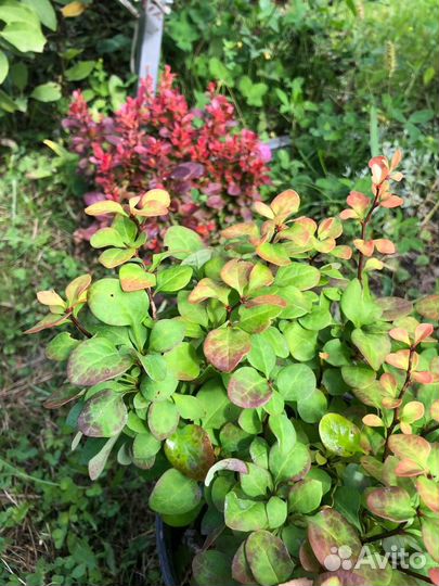 Барбарис Тунберга, декоративный, айва саженцы