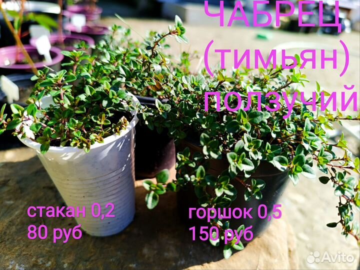 Чабрец (рассада, саженцы)