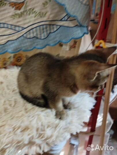 Абиссинские котята