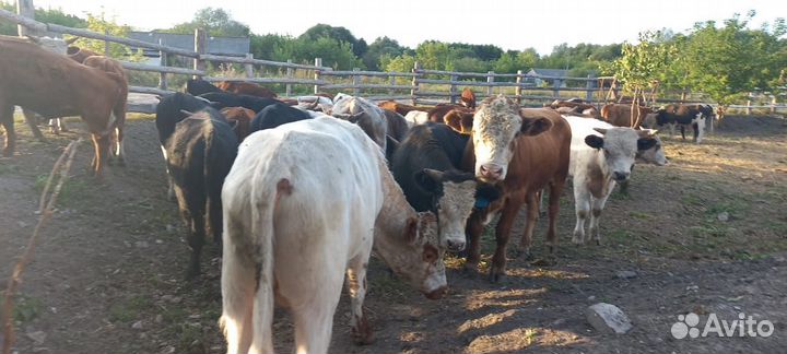 Бычки телочки герефорды сементалы белоголовые
