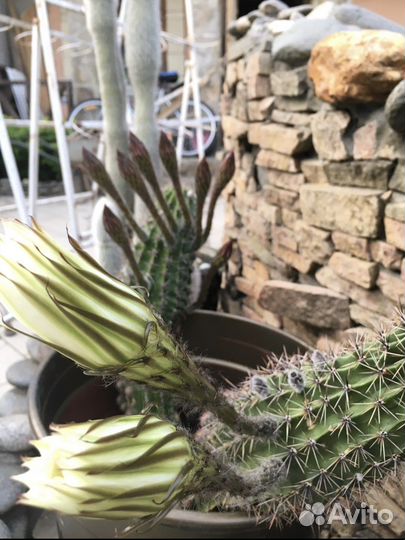 Кактус цветущий большой