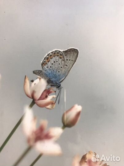 Рамка с фотографией живой природы