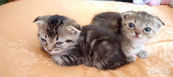 Отдам даром бесплатно