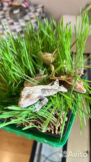 Бананоеды Гекконы