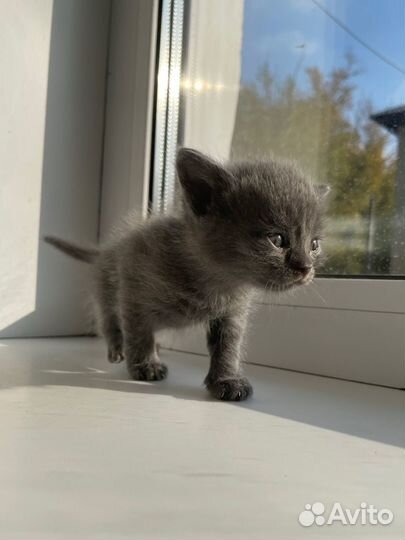 Британские котята