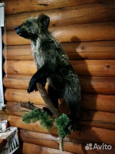 Изготовление чучел птиц и зверей. Таксидермия