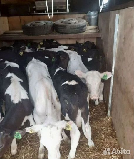 Телята бесплатная доставка