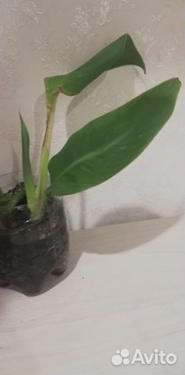 Банановая пальма