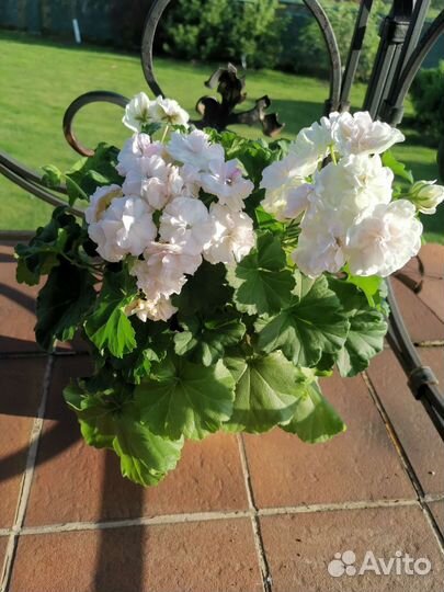 Пеларгония герань сортовая