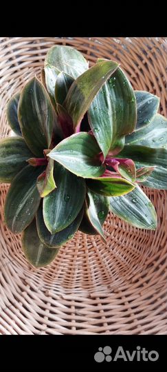 Алоказия Оксалис вариегатный