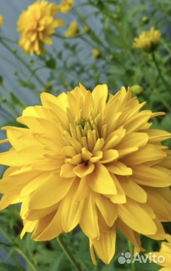 Золотой шар, Барвинок малый