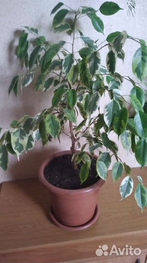 Цветы любимые