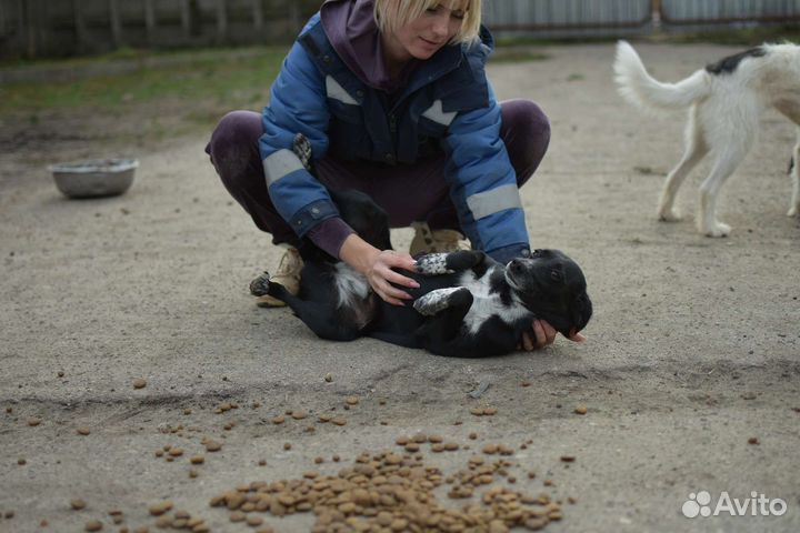 Собака в добрые руки отдам бесплатно