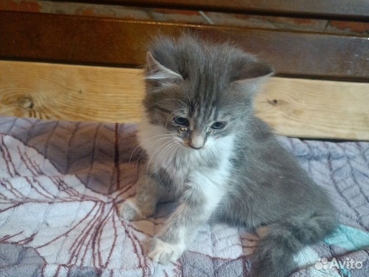 Продаю красивых котят