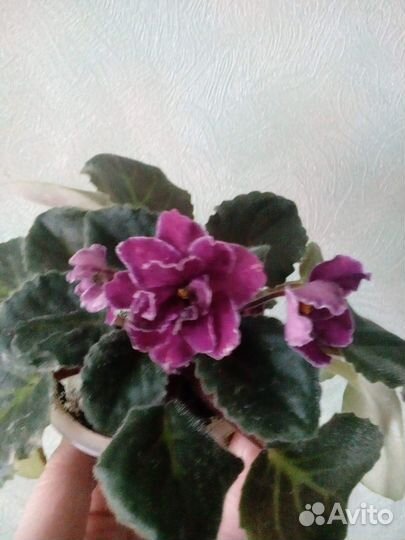 Цветущие фиалки