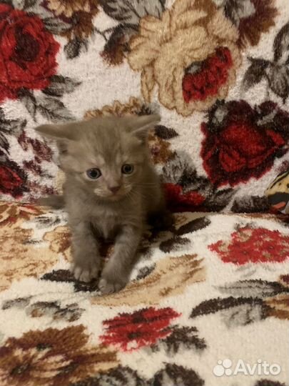 Британская котята