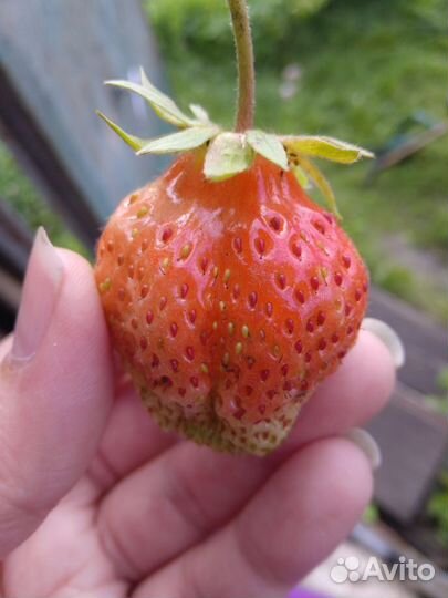 Ягода, цветы для дачи