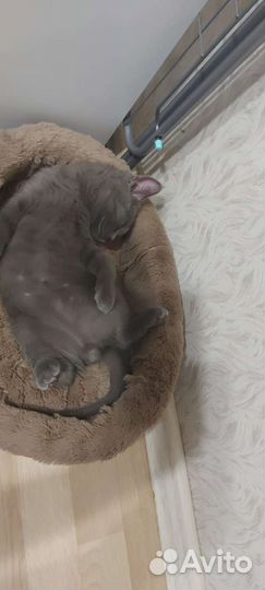 Продаю котёнка британца