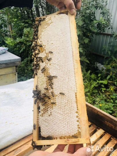 Мед в сотах липовый