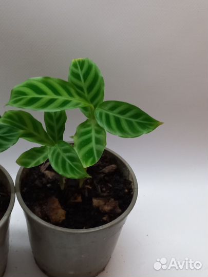 Калатея зебрина