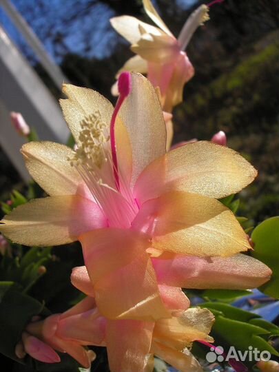 Декабрист шлюмбергера