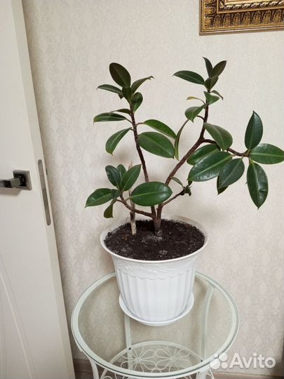 Фикус бенджамина