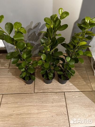 Фикус моклейм