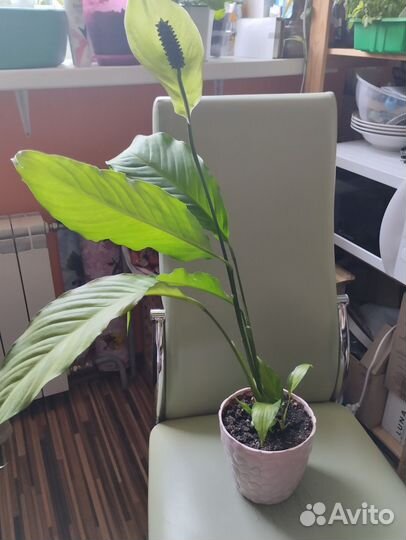 Спатифиллум