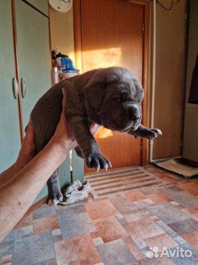 Щенки кане Корсо