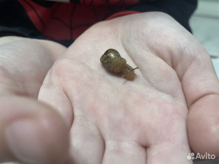 Улитка Ахатин (Африканская, гигант)