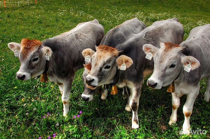 Телята и бычки