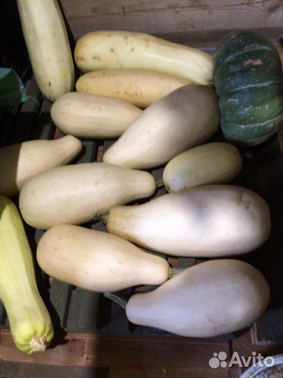 Тыква, кабачки