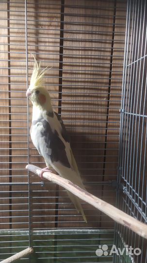 Попугай корелла