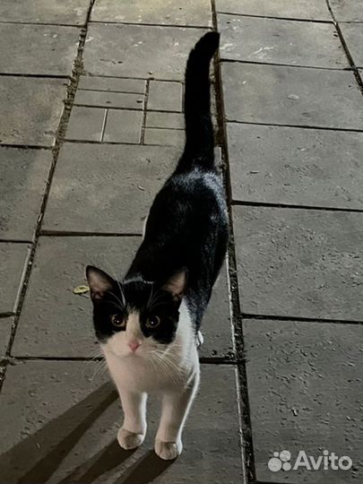 Котик в добрые руки