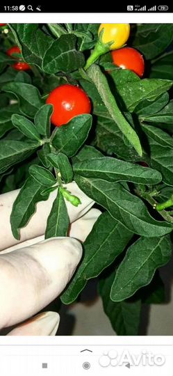 Паслён домашний (соланум)