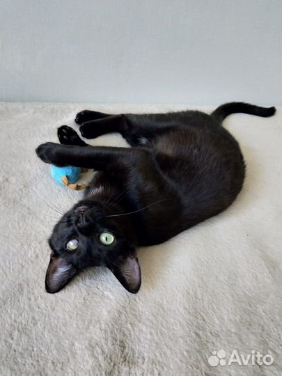 Особенный и дружелюбный котик