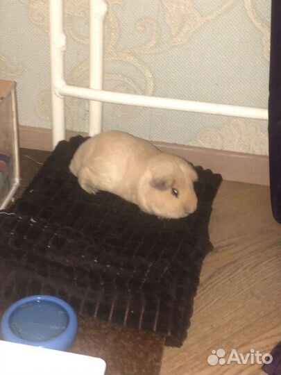 Морская свинка бесплатно