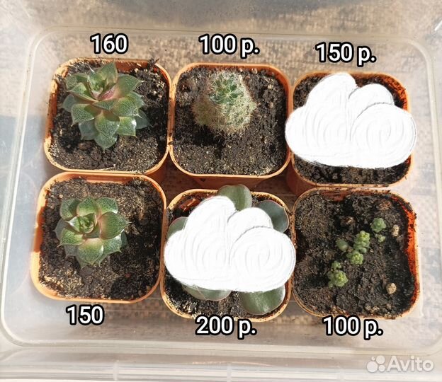 Кактусы и суккуленты