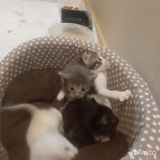Кошка в дар бесплатно