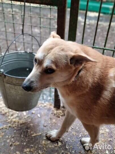 Собака в добрые руки