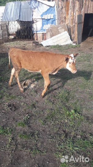 Бык,корова