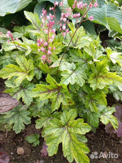 Гейхеры 3 вида