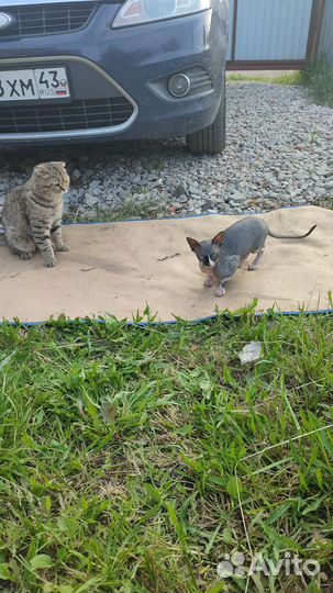 Вислоухий шотландский кот вязка