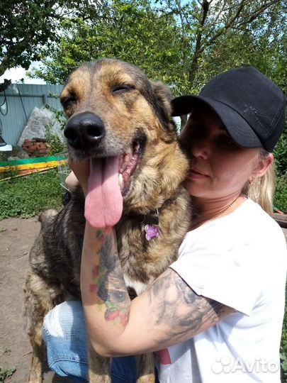 Собака в добрые руки