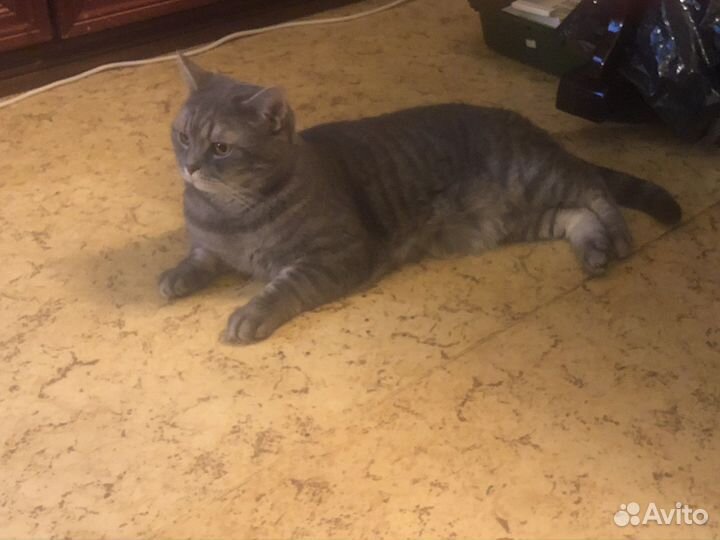 Отдам бесплатно кота в добрые руки